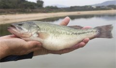 養(yǎng)殖加州鱸魚如何預防病害發(fā)生