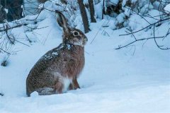 冬季野兔的活動規(guī)律，它冬天什么時候出來？