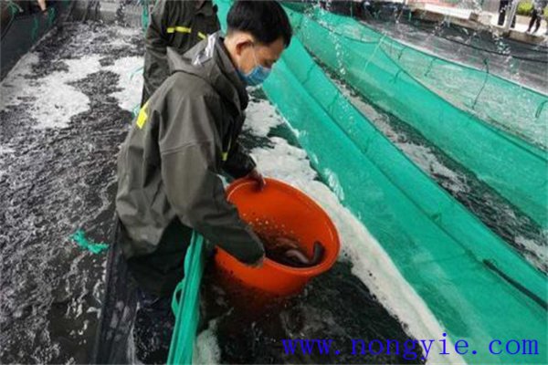 鰻魚配合飼料有什么質(zhì)量要求