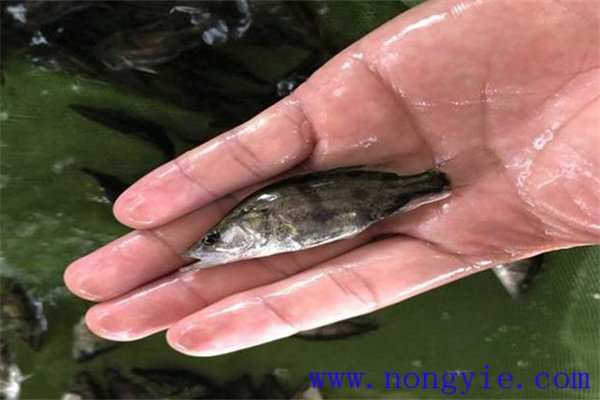 鱖魚(yú)苗吃什么飼料