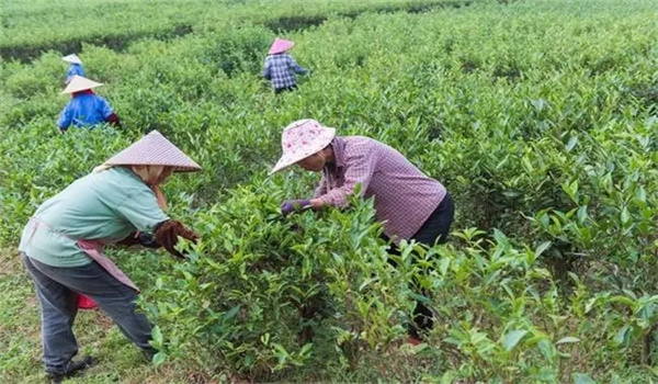 如何對采種茶園進(jìn)行管理