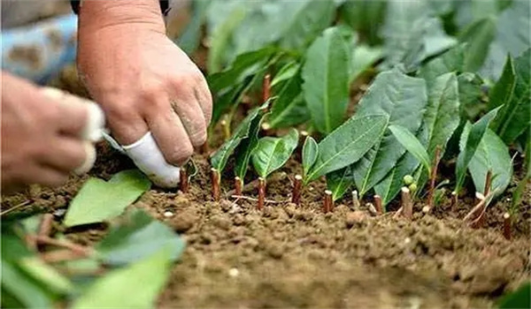 茶樹營養(yǎng)繁殖有何優(yōu)缺點(diǎn)