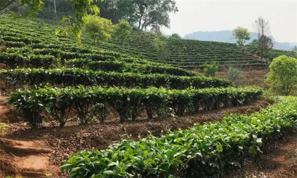 茶樹種植地塊