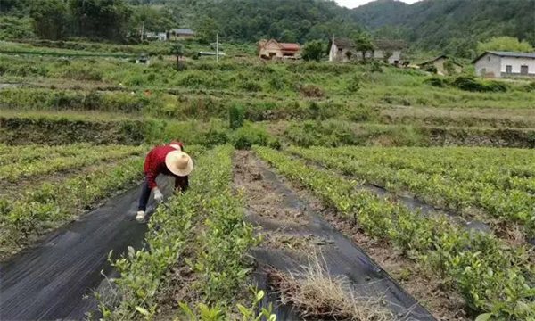 茶園鋪草方法