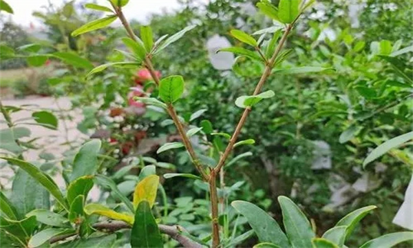 石榴花芽分化