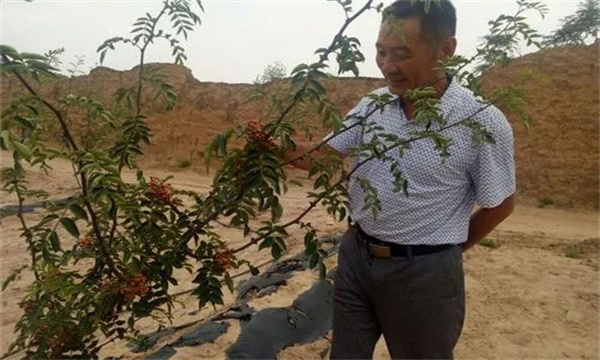 花椒栽培方式