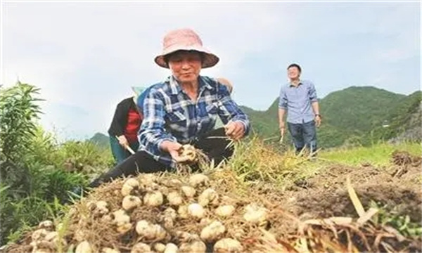 湖北貝母的采收與熏蒸