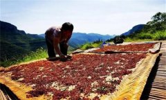 花椒采摘后怎樣晾曬？花椒晾干方法簡介