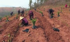 改造低產茶園主要有哪些技術措施？