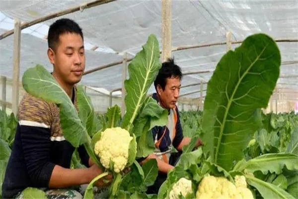 蔬菜病蟲(chóng)害的生物防治