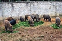 飼養(yǎng)野豬要注意哪些問題 野豬能與家豬雜交嗎？