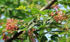 成年花椒樹如何管理？花椒樹管理技術(shù)要點(diǎn)