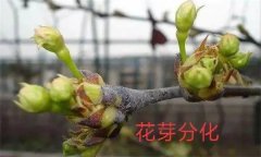 梨樹開花結(jié)果有什么特點？