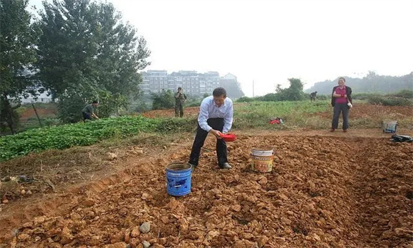 新菜地怎樣培肥