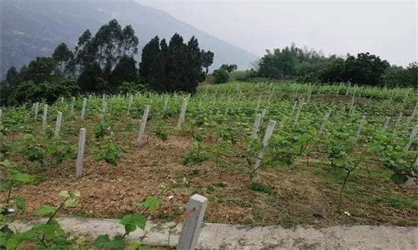 在河灘地、山地、鹽堿地和黏土地上建葡萄園