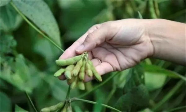 實現(xiàn)大豆增花保莢的技術措施