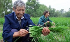 薹韭與韭菜有何區(qū)別 如何使薹韭早抽薹多抽薹？