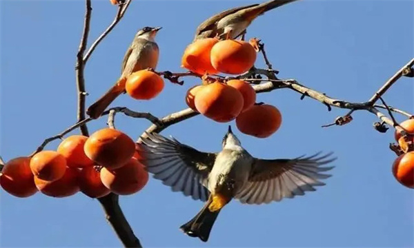 鳥害如何預防