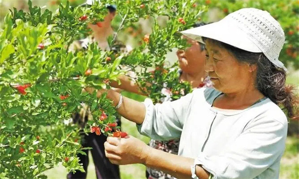 石榴的疏花疏果時(shí)間