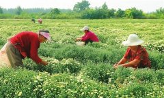 菊花的采收時間、采收方法與加工與貯藏問題