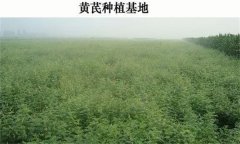 黃芪產(chǎn)地在哪里？黃芪生態(tài)習(xí)性簡介