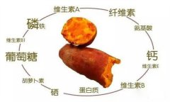 紅薯的營養(yǎng)特點(diǎn) 紅薯的輔助功能知多少？