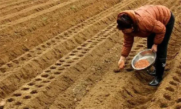 花生的播種技術(shù)