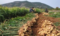 種植生姜怎樣進(jìn)行科學(xué)施肥？