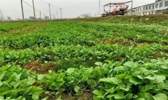 油菜日光溫室早春、秋延遲栽培技術(shù)要點有哪些